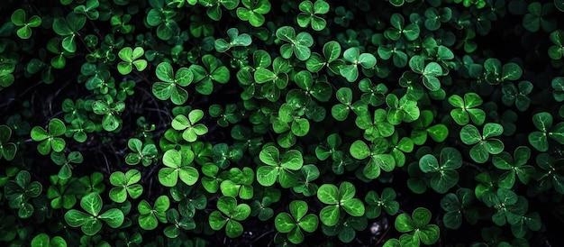 Is there a 9 leaf clover? 