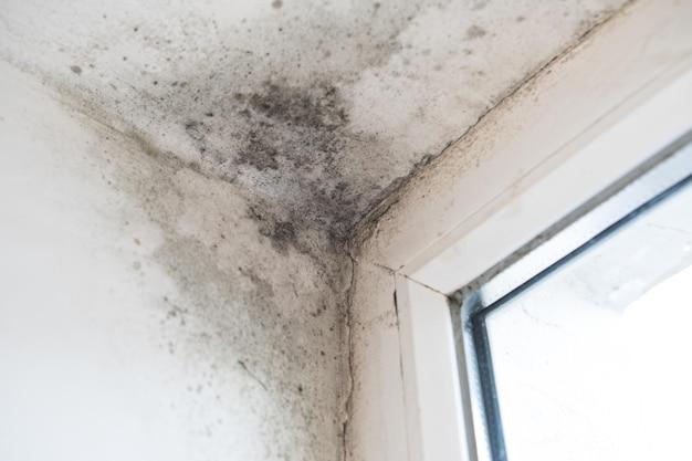 Is white water mold harmful to humans 