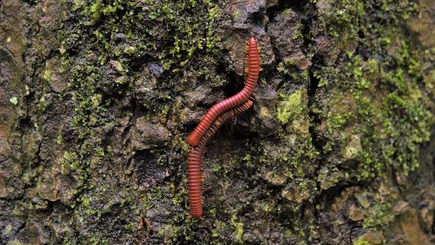 How do you tell if a worm is pregnant? 