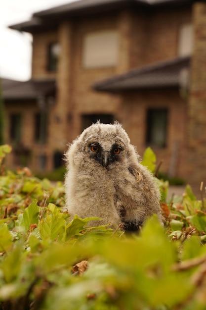 Does the Owlet camera turn off? 