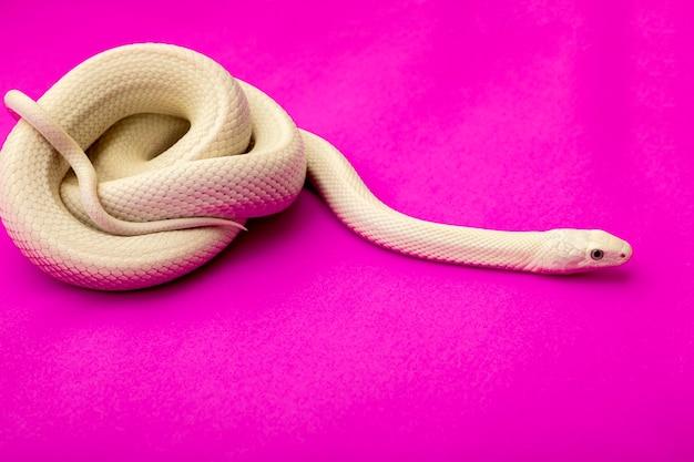 What snakes are pink 