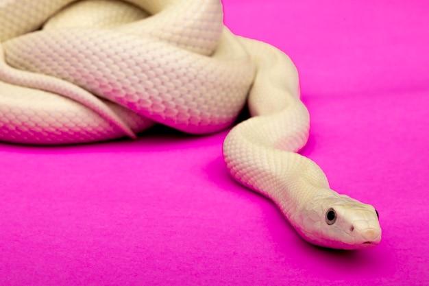 What snakes are pink 