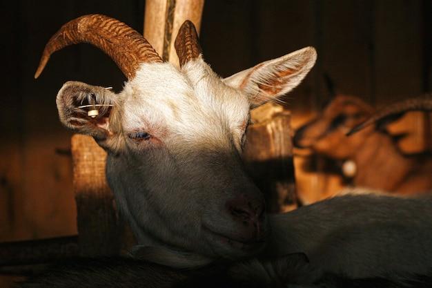 Signs of Stress in Goats: How to Identify and Help a Stressed Goat - GCELT