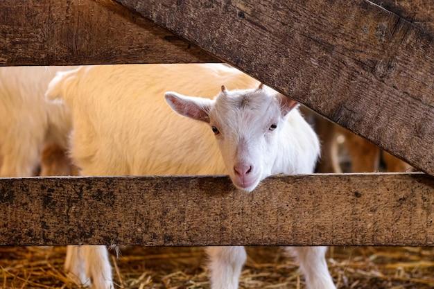 How do you tell if a goat is stressed? 