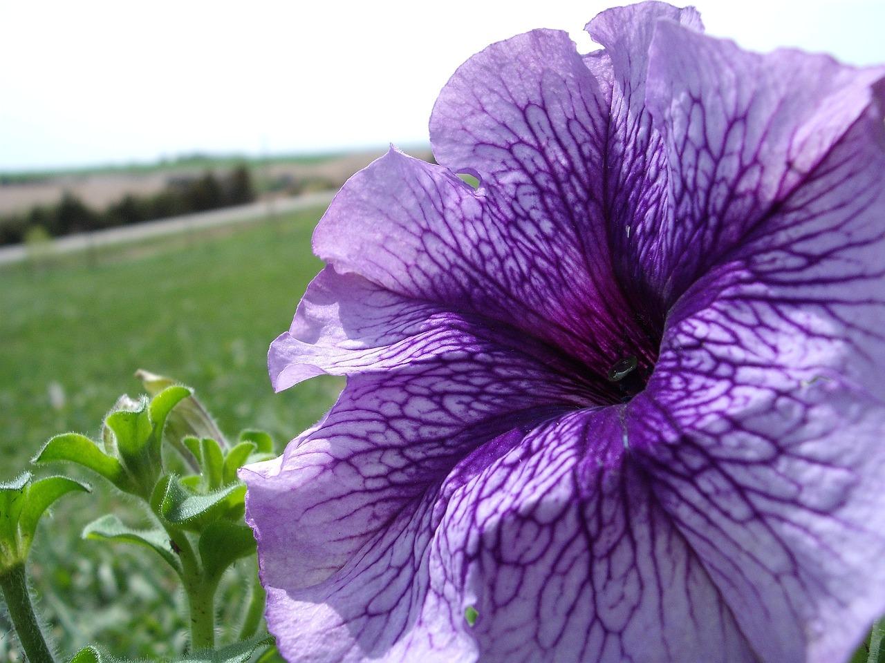 What flower means sister 