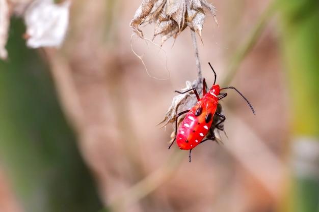 What bugs have blood when you smash them 