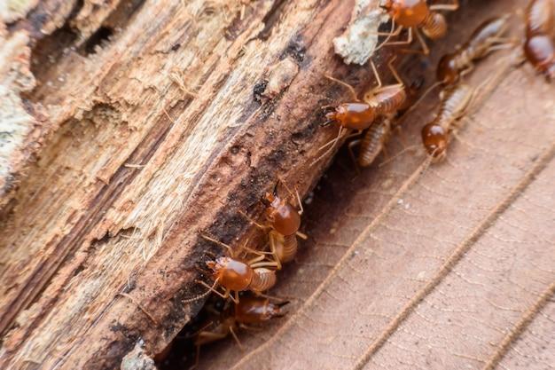 Do termites eat baseboards? 