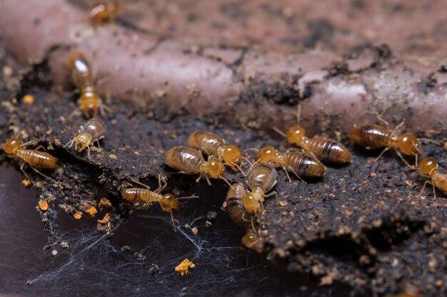 Do termites eat baseboards? 