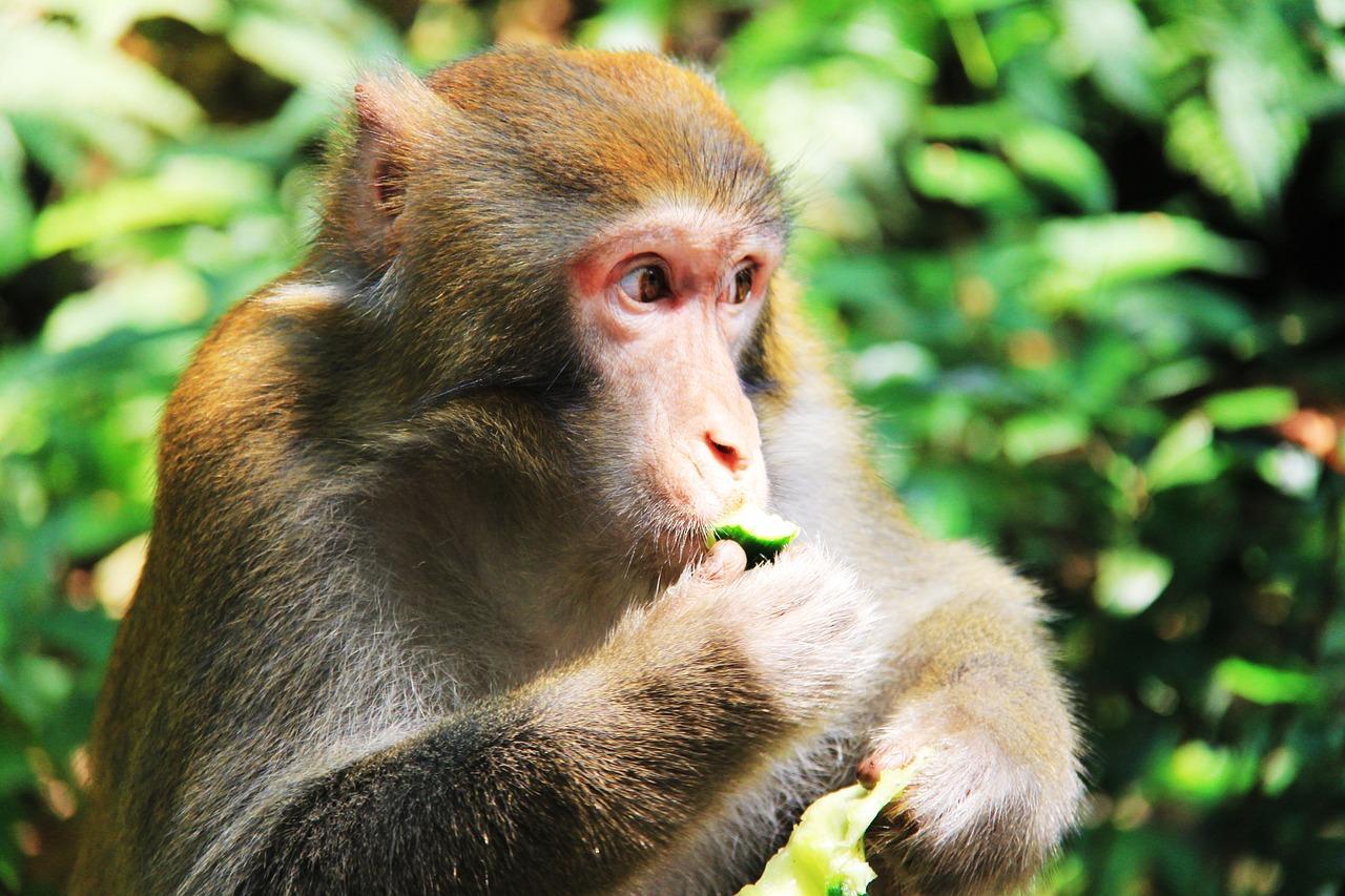 The Controversial Delicacy: Monkey Brains - Where and Why They're Eaten