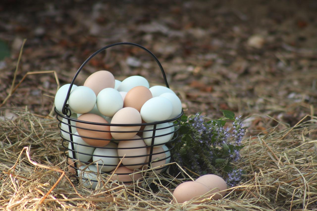What are the disadvantages of organic eggs 