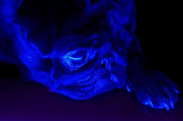 What does ringworm look like under a blacklight 