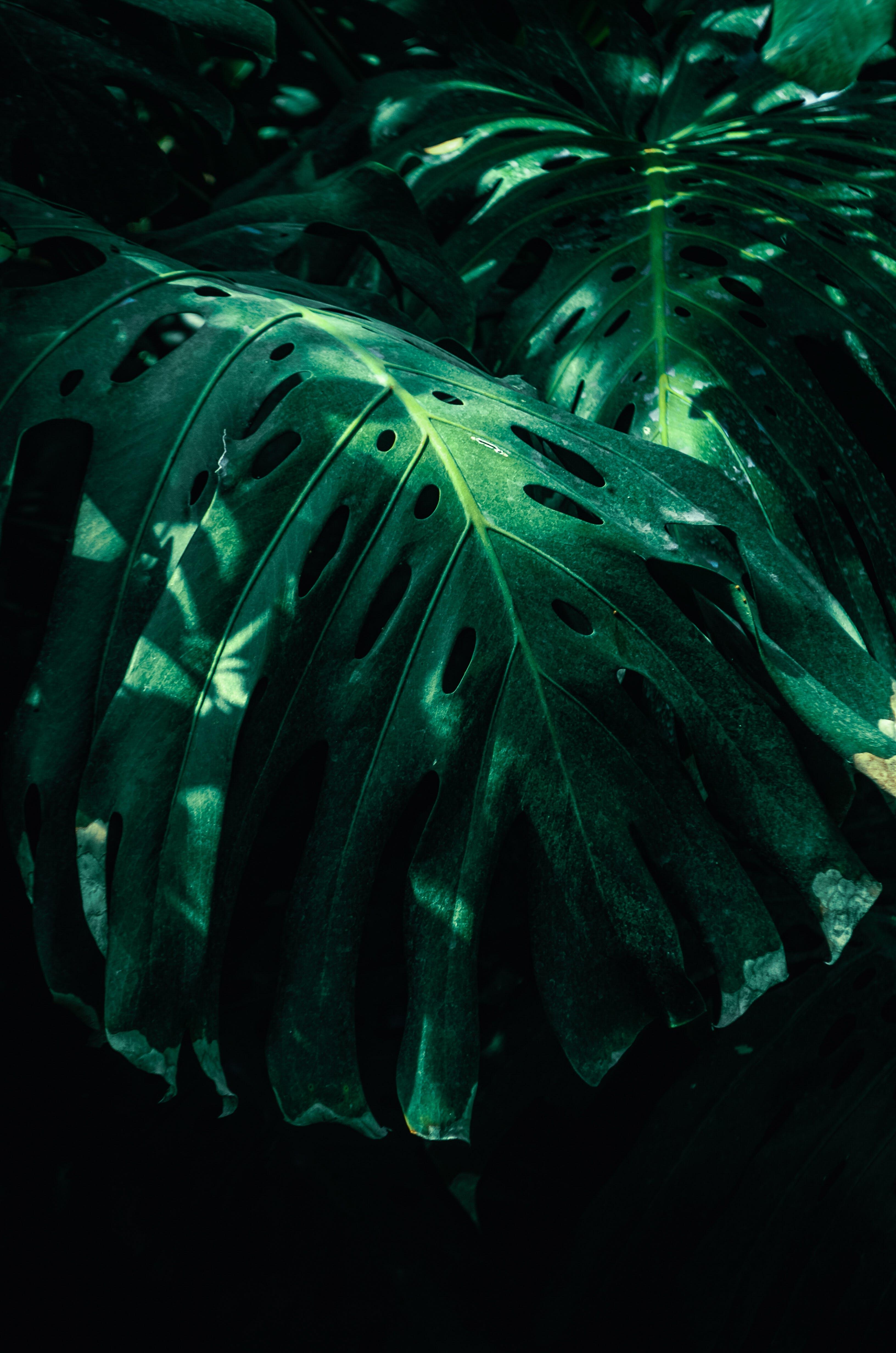 the-fascinating-world-of-color-mixing-what-does-green-and-black-make