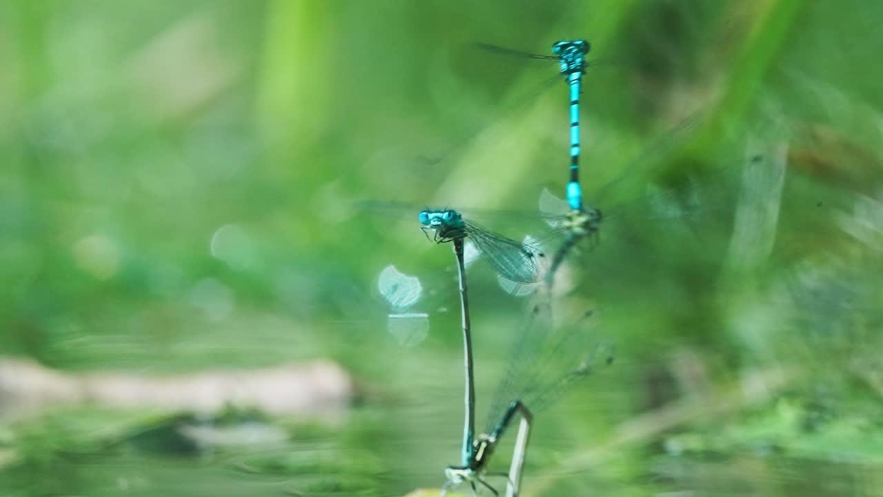 What does it mean when two dragonflies are stuck together 