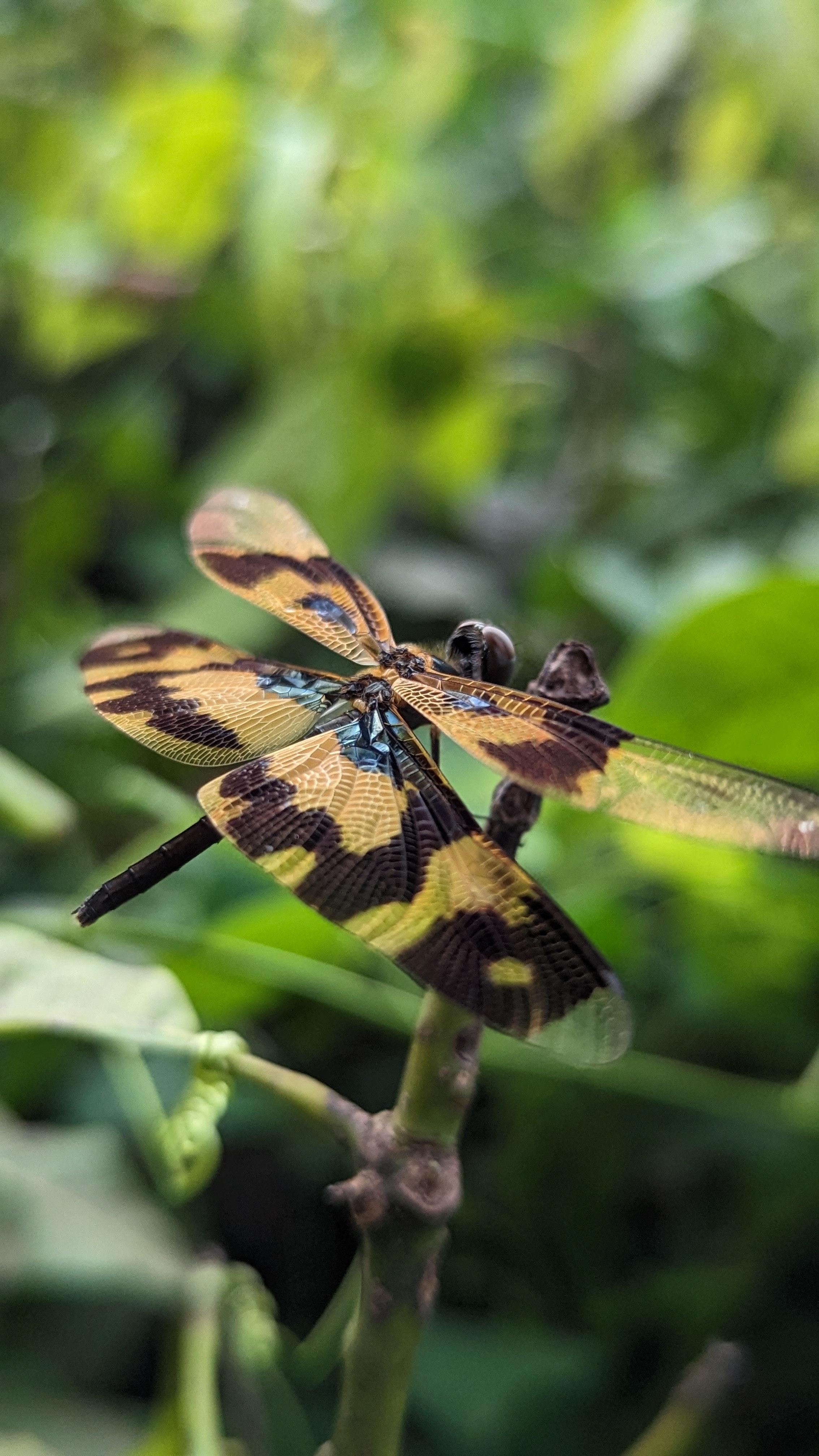 the-fascinating-world-of-dragonflies-what-does-it-mean-when-two