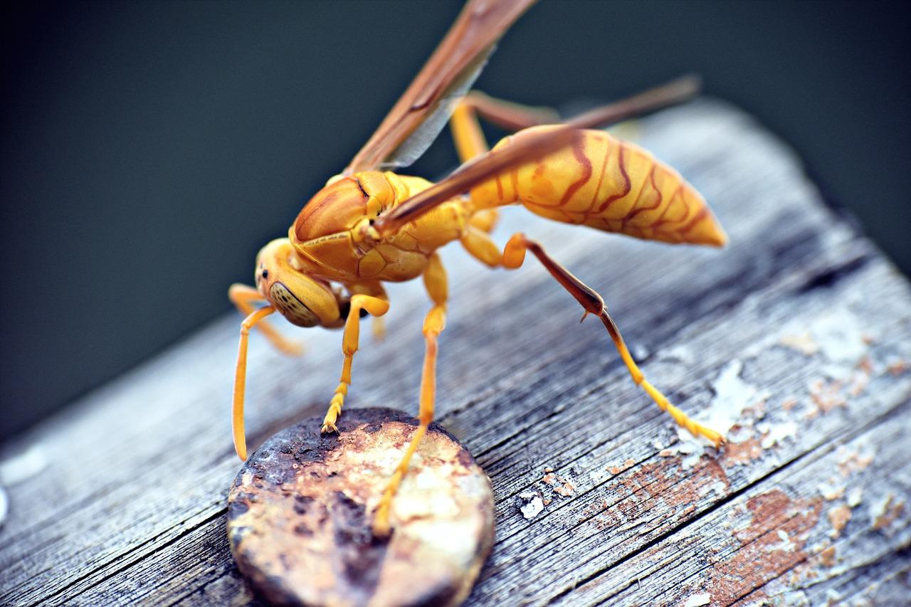 How long is the lifespan of a yellow jacket? 