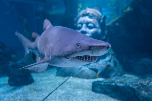 Has a Navy SEAL ever been attacked by a shark during training? 