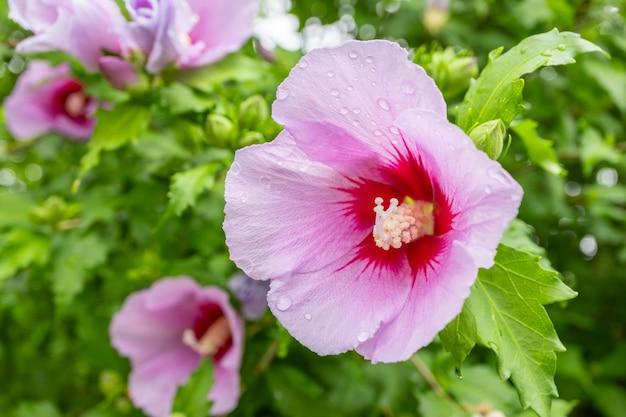 What's another name for rose of Sharon 