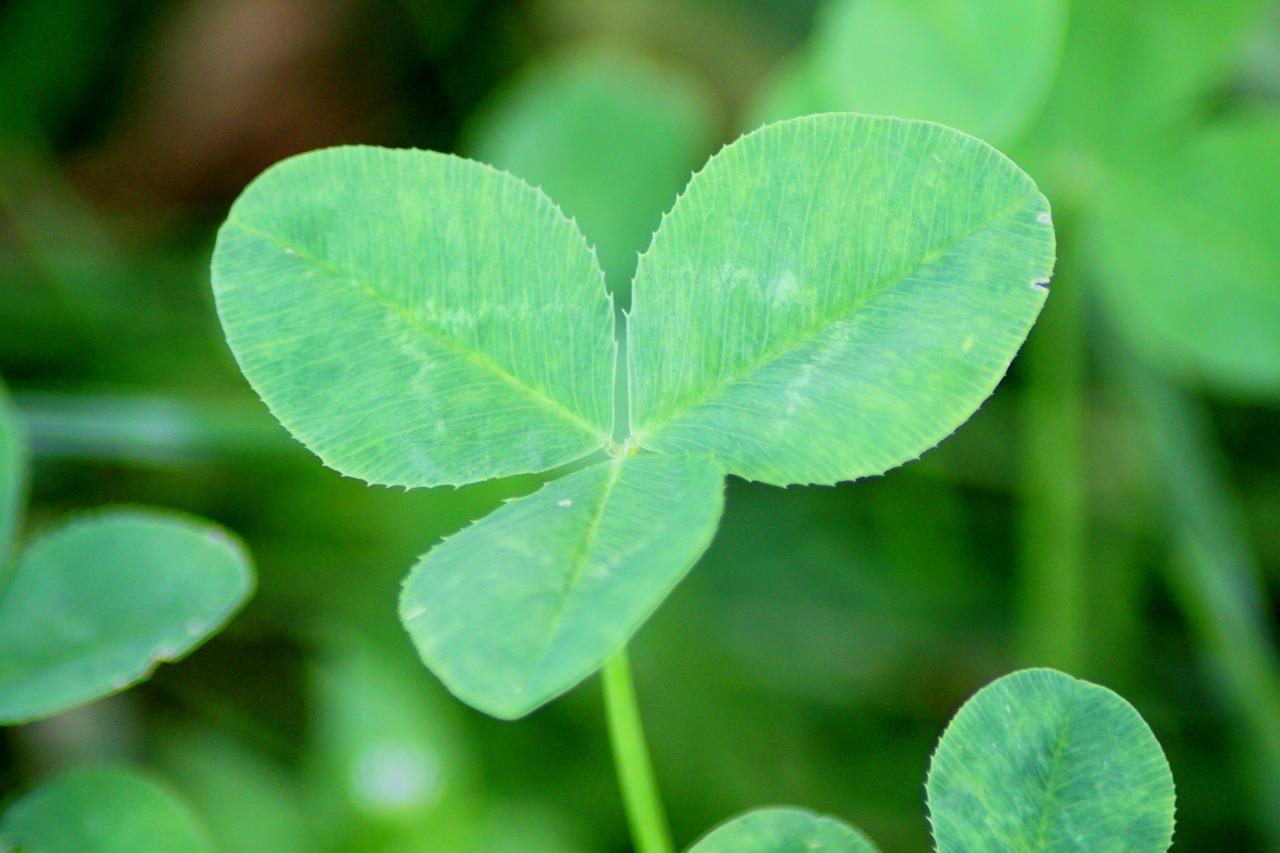 What does a 6 leaf clover mean 