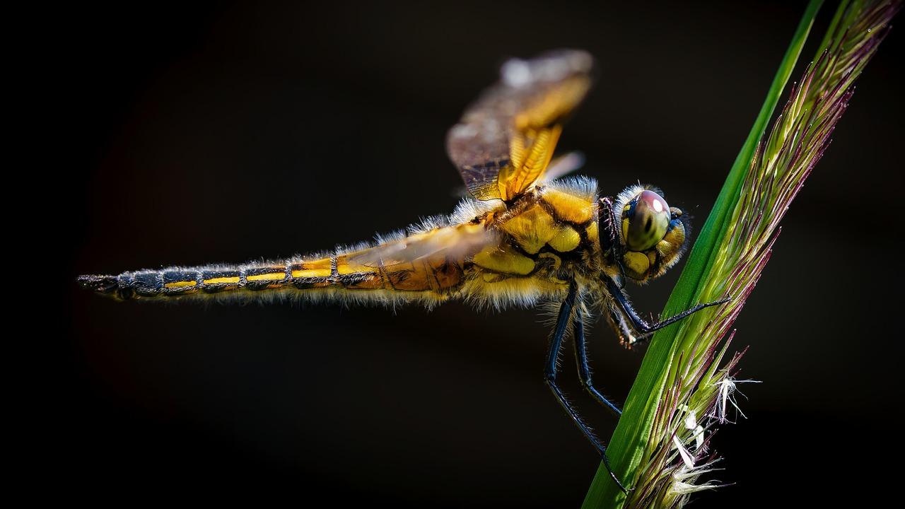 What is the rarest color of dragonfly 