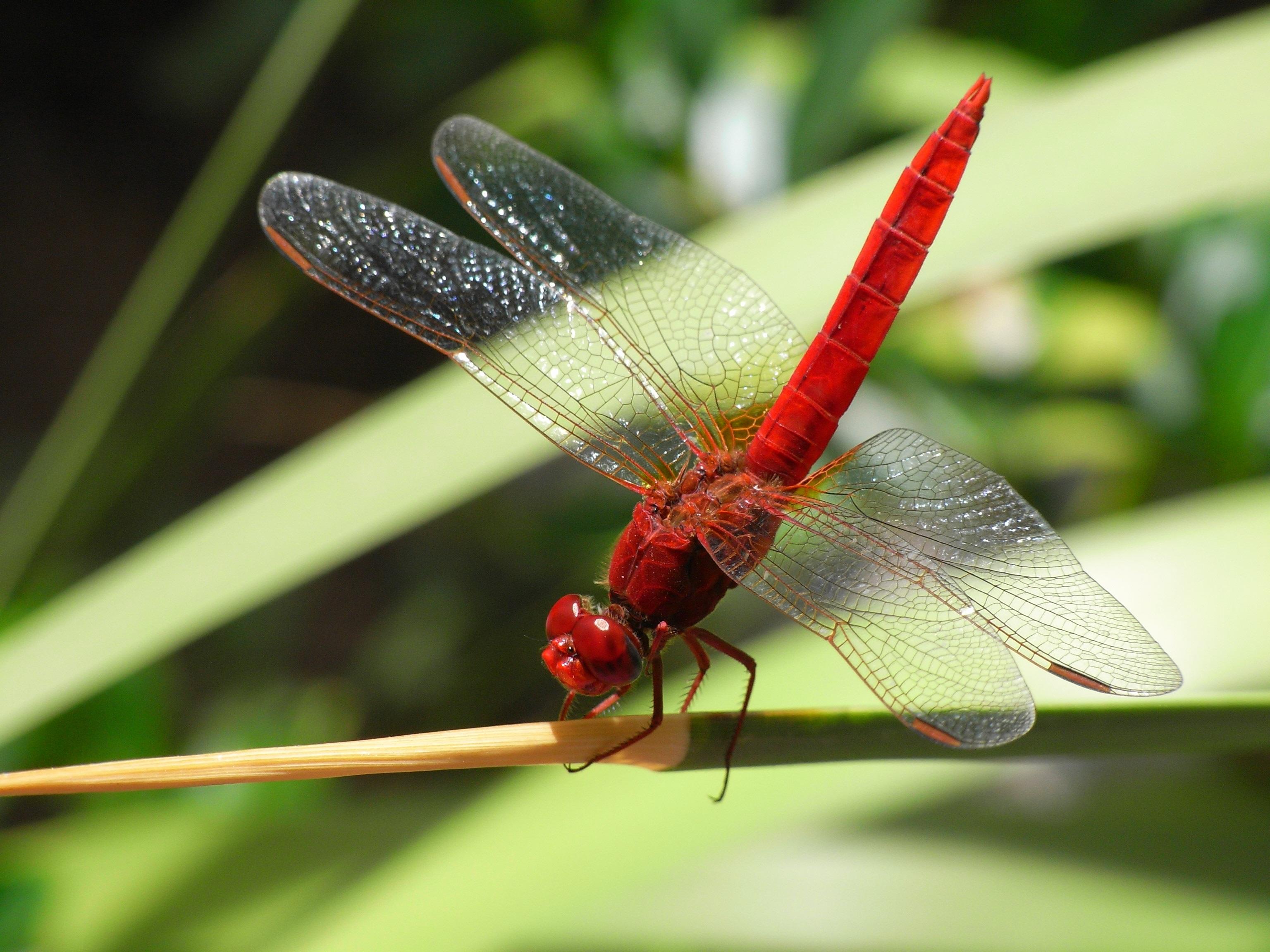 What is the rarest color of dragonfly 