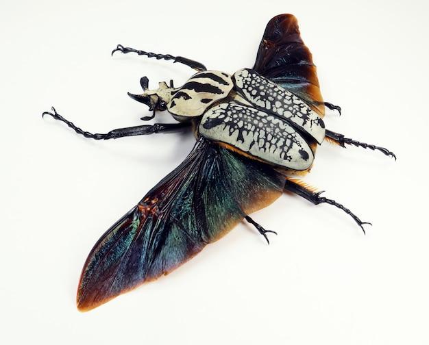 What insect symbolizes death and rebirth 