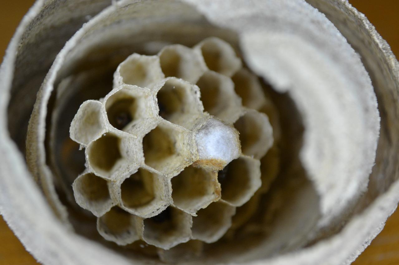 What is the white stuff in wasp nest? 