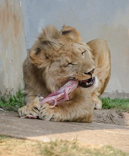 Why do lioness bite lions balls 