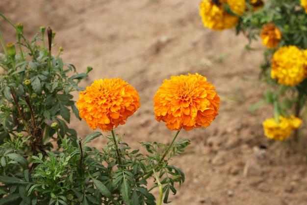 Does Mary know about Marigold? 