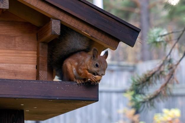 What animals eat walnuts? 