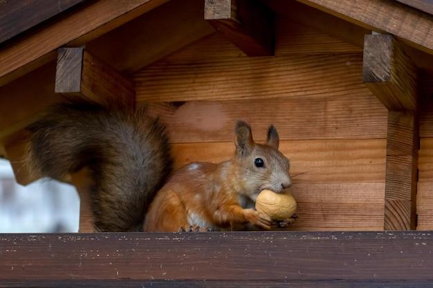 What animals eat walnuts? 