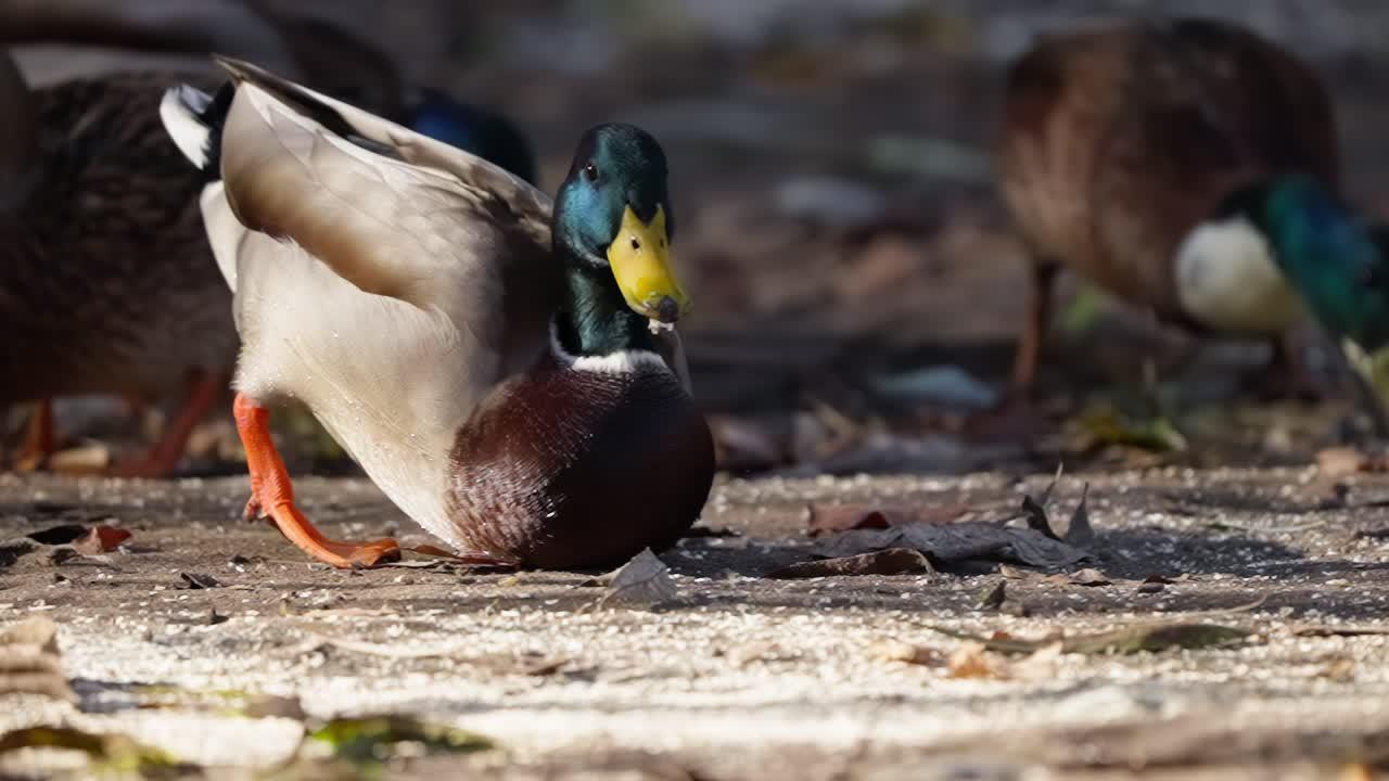 What are ducks scared of? 