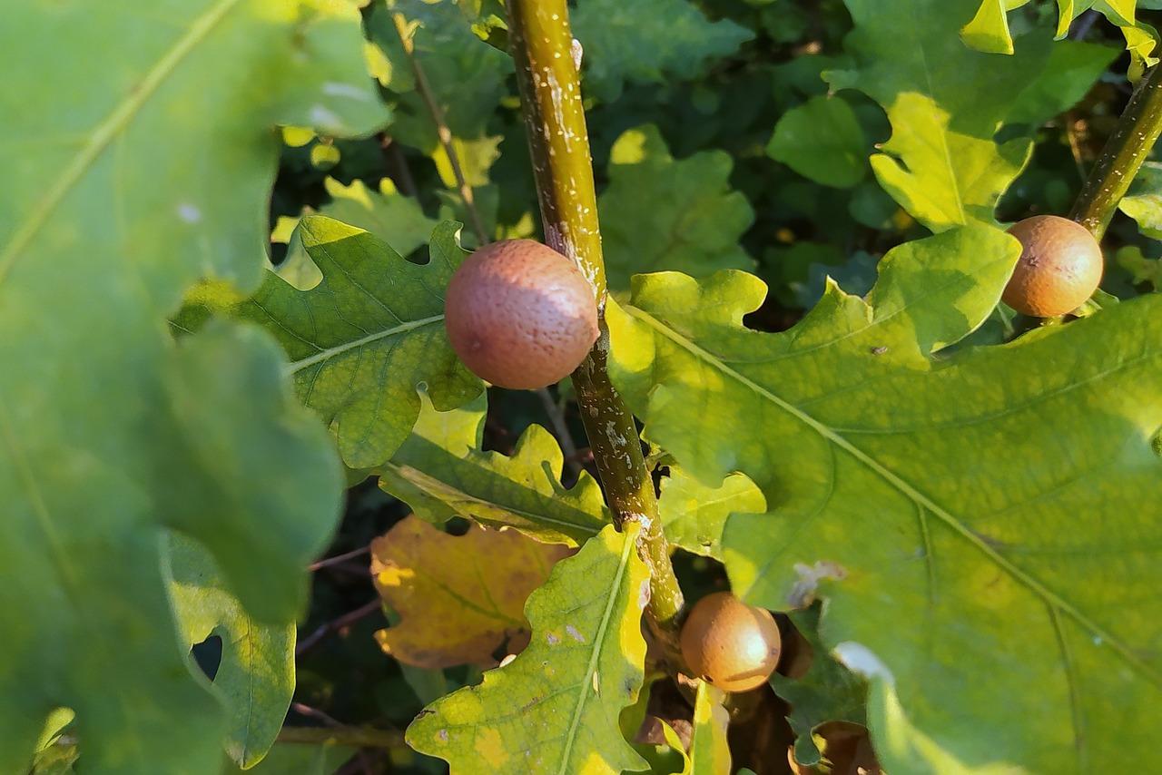 What are the white balls on my oak tree? 