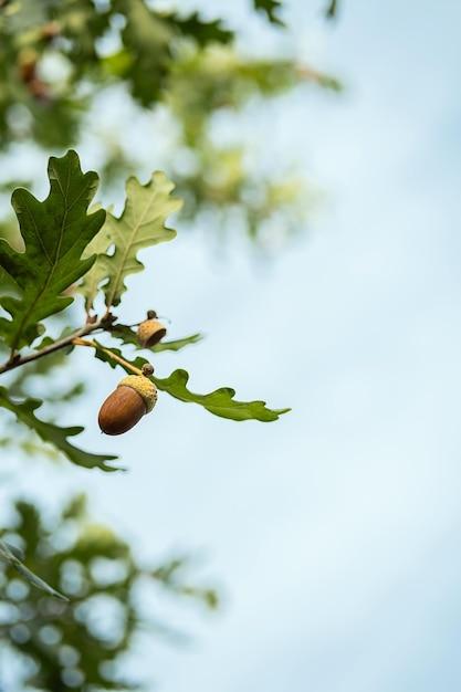 What are the white balls on my oak tree? 