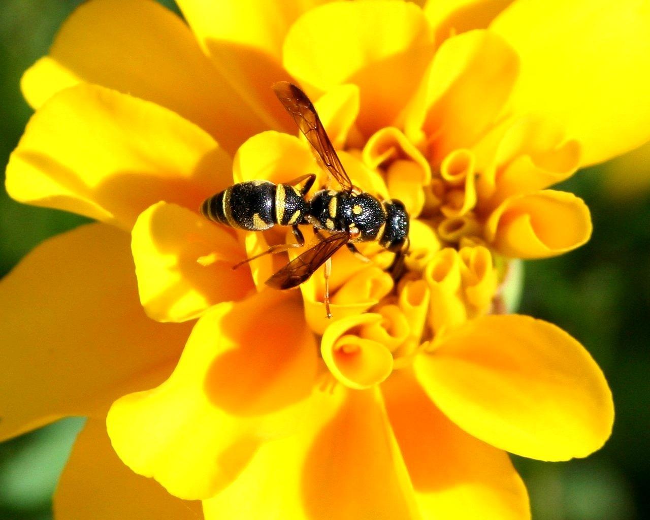 What color are yellow jackets attracted to? 