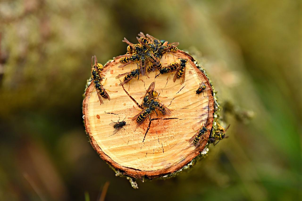 What color are yellow jackets attracted to? 