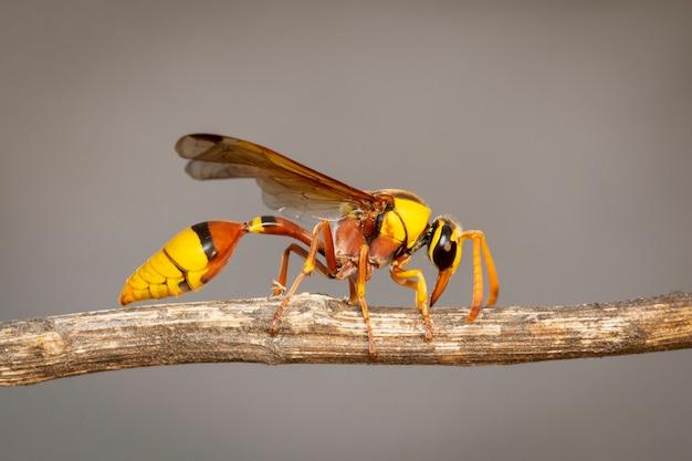 What colors do wasps hate 