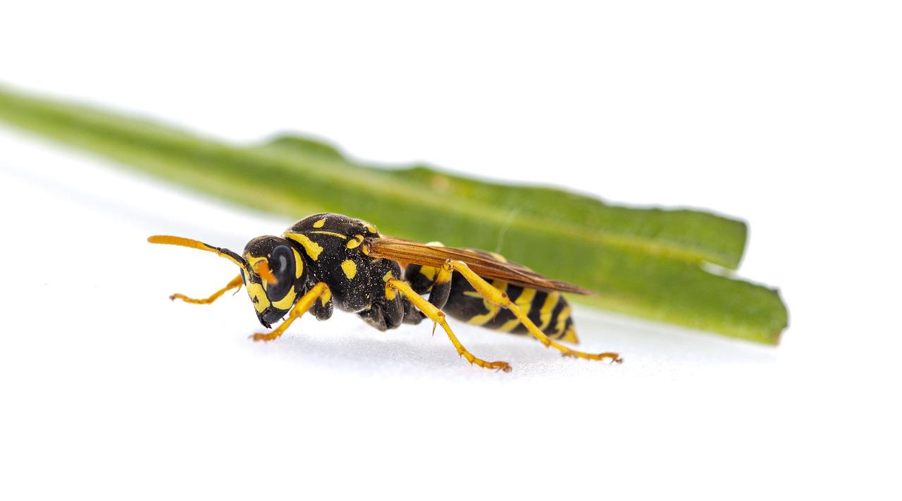 What colors do wasps hate 