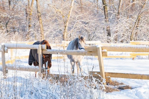 What do wild horses eat in the winter? 