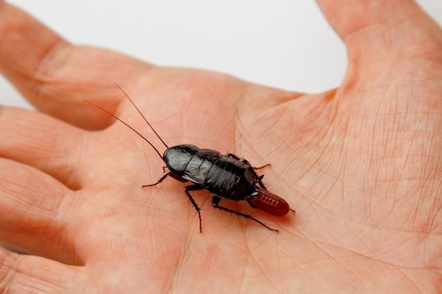 What does pregnant cockroach look like 