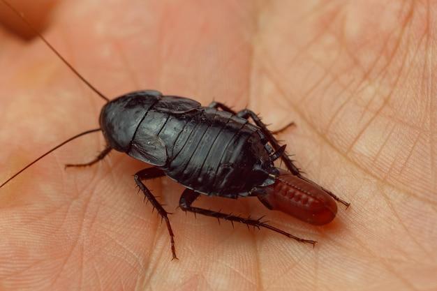 What does pregnant cockroach look like 