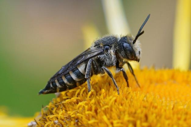 What does it mean when a wasp rubs its back legs together 