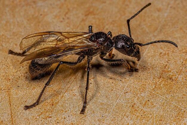 What does it mean when a wasp rubs its back legs together 