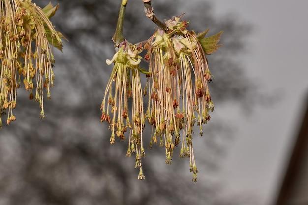 What does Witch Hazel do to bed bugs? 