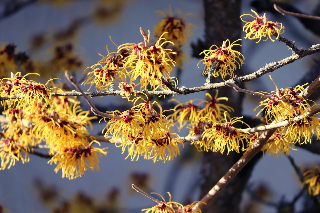 What does witch hazel smell like 