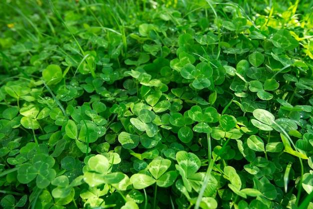 What happens to clover in winter 