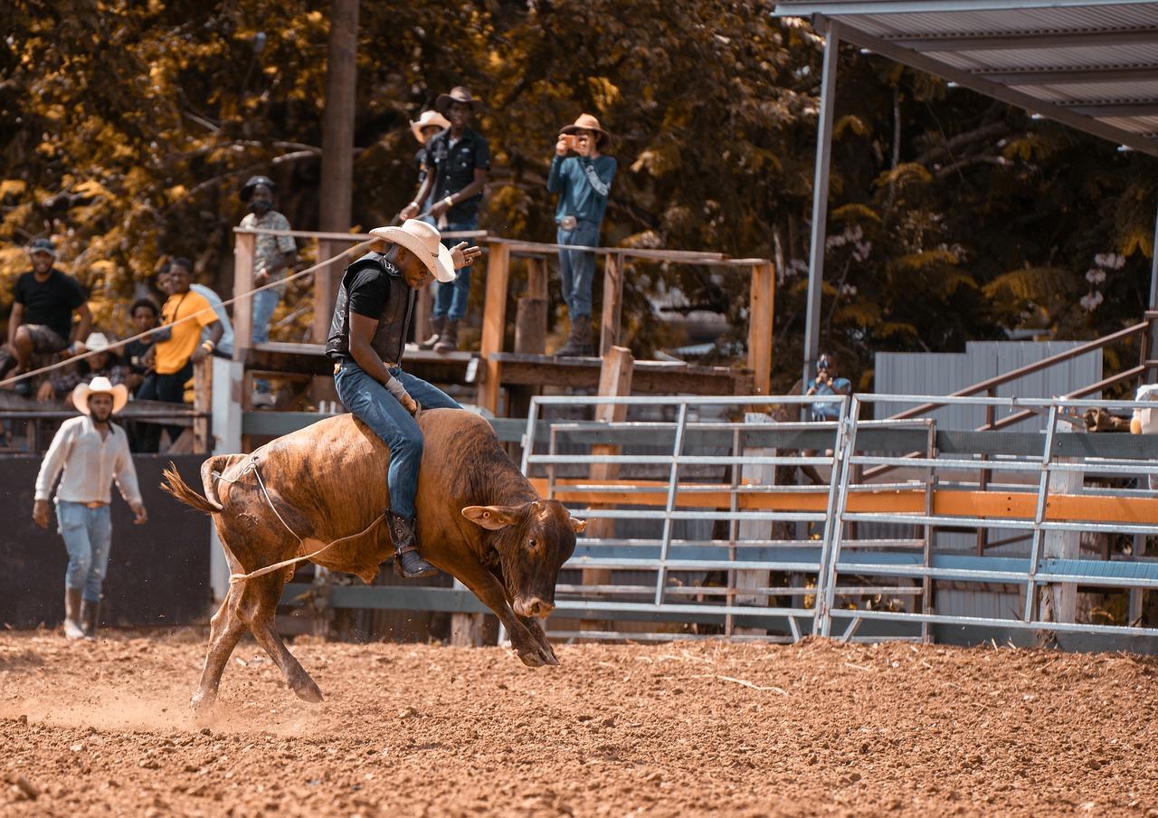 What happens to rodeo bulls when they retire 
