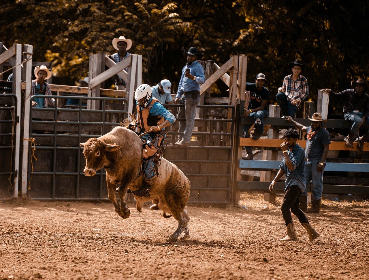 What happens to rodeo bulls when they retire 