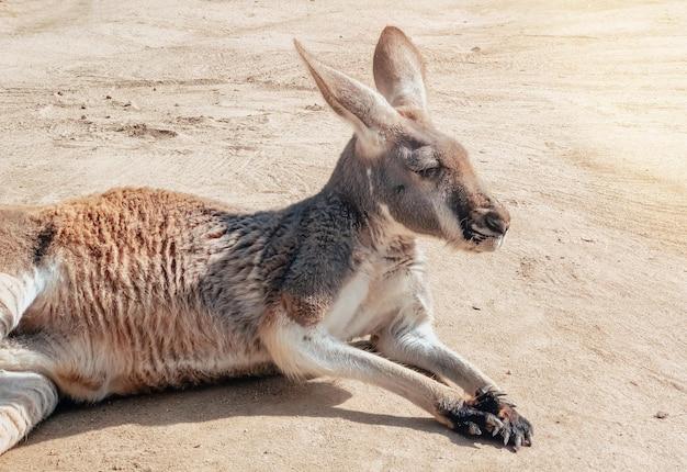 What does a kangaroo worth in Adopt Me 