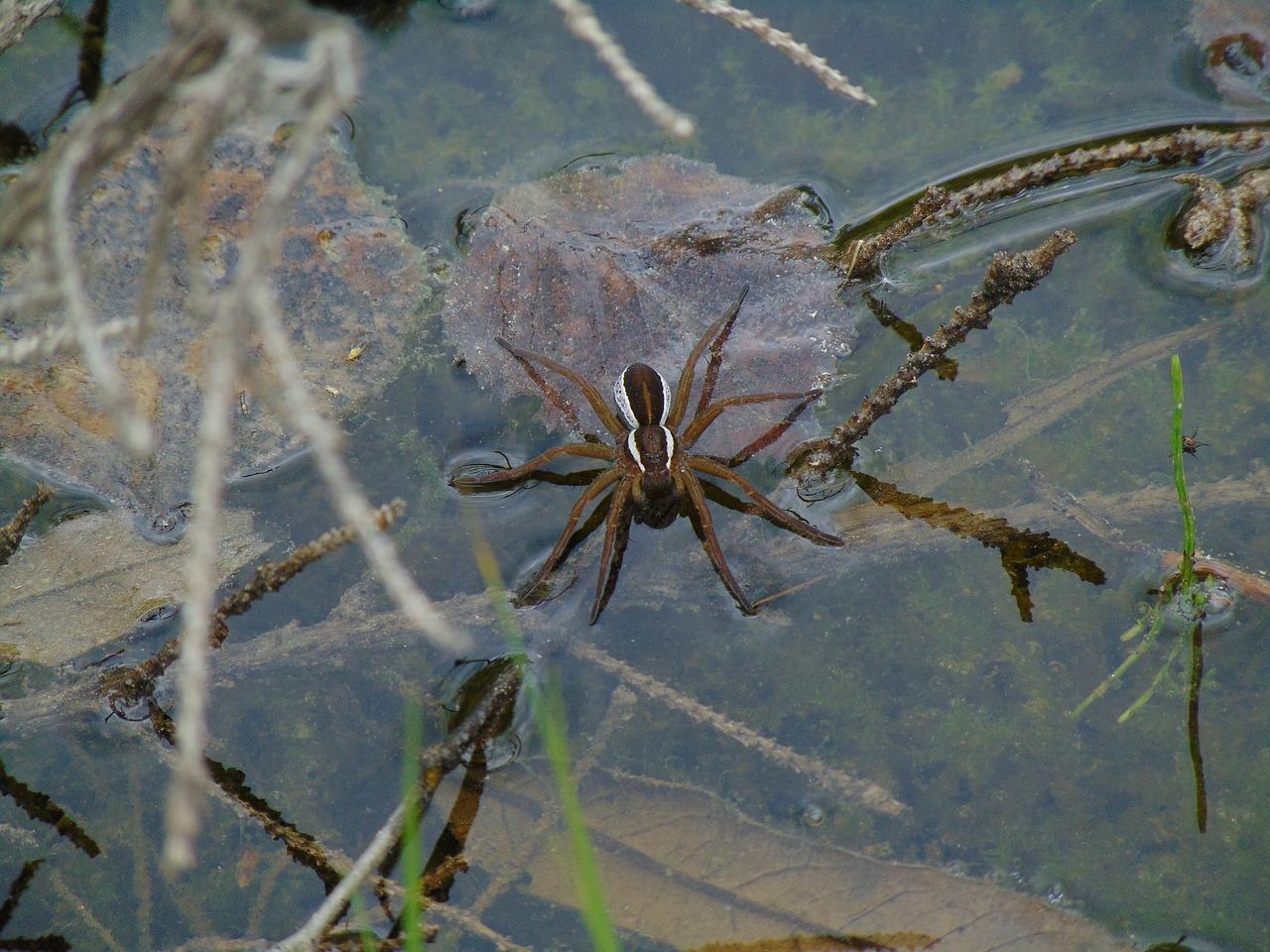 What is a water spider at Amazon 