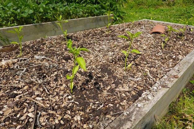 What is the best mulch for peppers? 